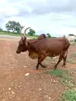 Healthy Cow for Sale - 2