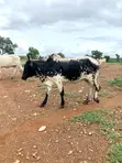 Healthy Cow for Sale - 3