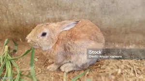 Active and Healthy Rabbits
