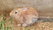 Active and Healthy Rabbits - 1