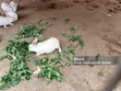 Active and Healthy Rabbits - 2