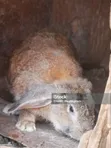 Active and Healthy Rabbits - 3