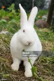 Active and Healthy Rabbits - 4