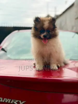 Purebred Female Pomeranian Puppy (1-3 Months)
