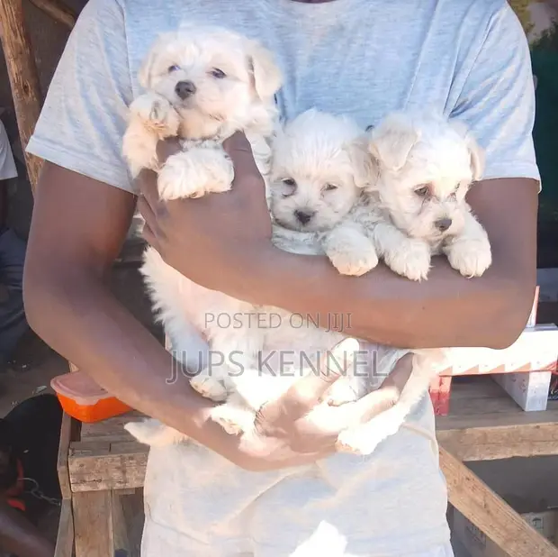 Purebred Toy Poodle Puppy (Male) - 1