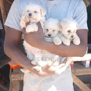 Purebred Toy Poodle Puppy (Male)