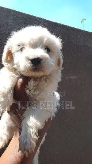 1-3 Month Male Purebred Poodle