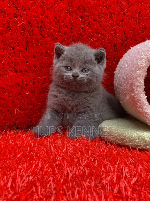 Purebred British Shorthair Kitten (1-3 Months) - 1