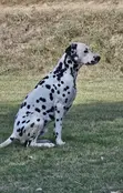 Dalmatian Male Available for Stud Services - 3