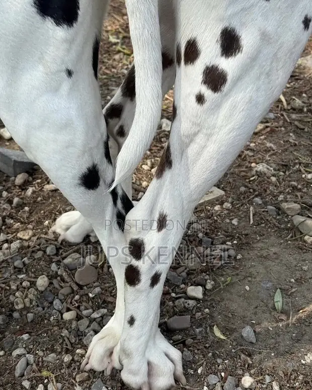 Dalmatian Male Available for Stud Services - 1