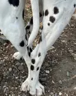 Dalmatian Male Available for Stud Services - 1