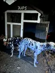 Dalmatian Male Available for Stud Services - 2