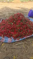 Fresh Cayenne Pepper - 2