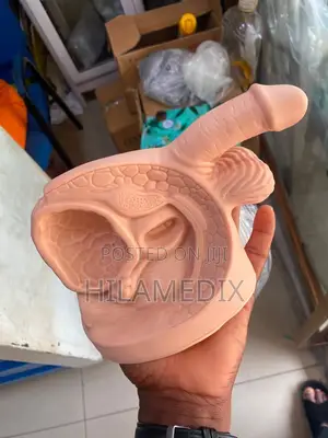 Male Reproductive System Anatomical Model