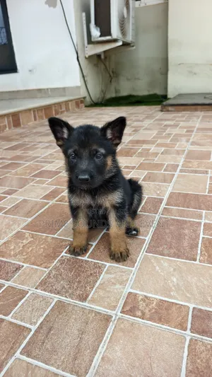 Female Purebred German Shepherd Puppy (1-3 Months)