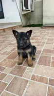 Female Purebred German Shepherd Puppy (1-3 Months) - 1