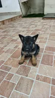 Female Purebred German Shepherd Puppy (1-3 Months) - 2