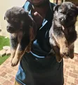 Female Purebred German Shepherd Puppy (1-3 Months) - 3