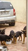 Female Purebred German Shepherd Puppy (1-3 Months) - 4