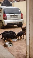 Female Purebred German Shepherd Puppy (1-3 Months) - 5