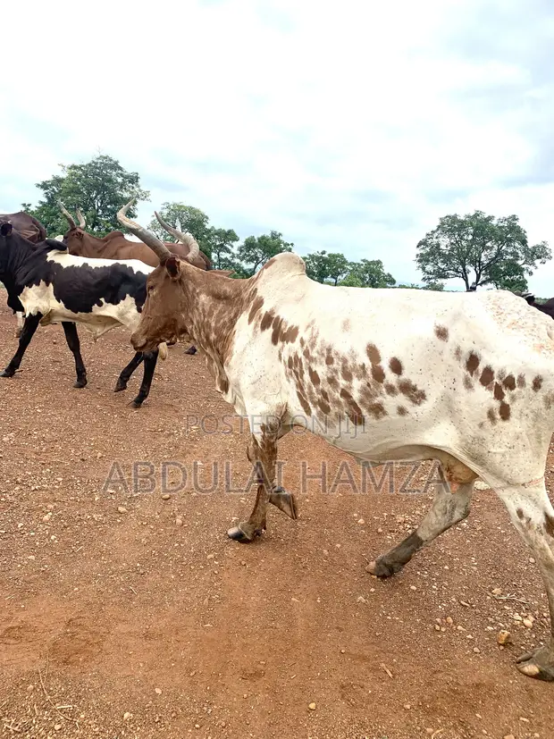 Healthy Cows for Sale - 100 Head - 1