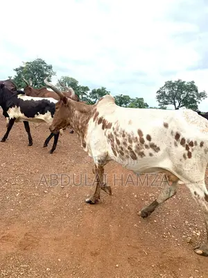 Healthy Cows for Sale - 100 Head