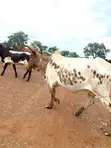 Healthy Cows for Sale - 100 Head - 1