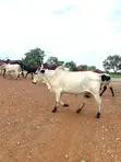 Healthy Cows for Sale - 100 Head - 2