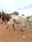 Healthy Cows for Sale - 100 Head - 3