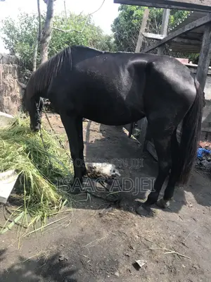 Young Female Horse for Breeding