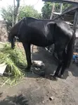Young Female Horse for Breeding - 1
