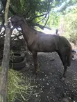 Young Female Horse for Breeding - 2