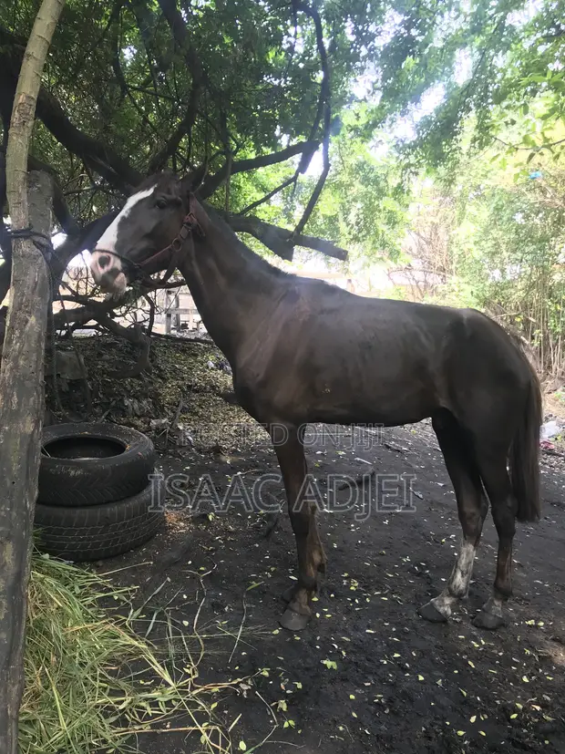 Male Horse for Riding - 1