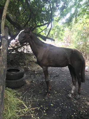 Male Horse for Riding