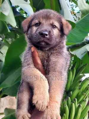1-3 Month Old Male Purebred German Shepherd Puppy