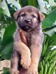 1-3 Month Old Male Purebred German Shepherd Puppy - 1