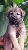 1-3 Month Old Male Purebred German Shepherd Puppy - 2