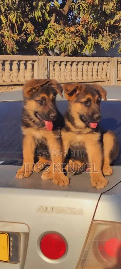 1-3 Month Female Purebred German Shepherd Puppy - 1