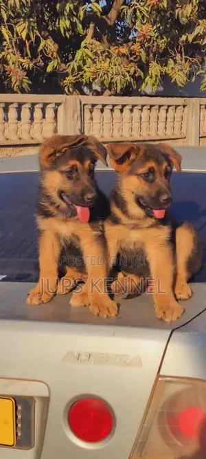 1-3 Month Female Purebred German Shepherd Puppy
