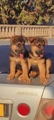 1-3 Month Female Purebred German Shepherd Puppy - 1