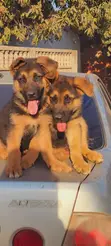 1-3 Month Female Purebred German Shepherd Puppy - 2