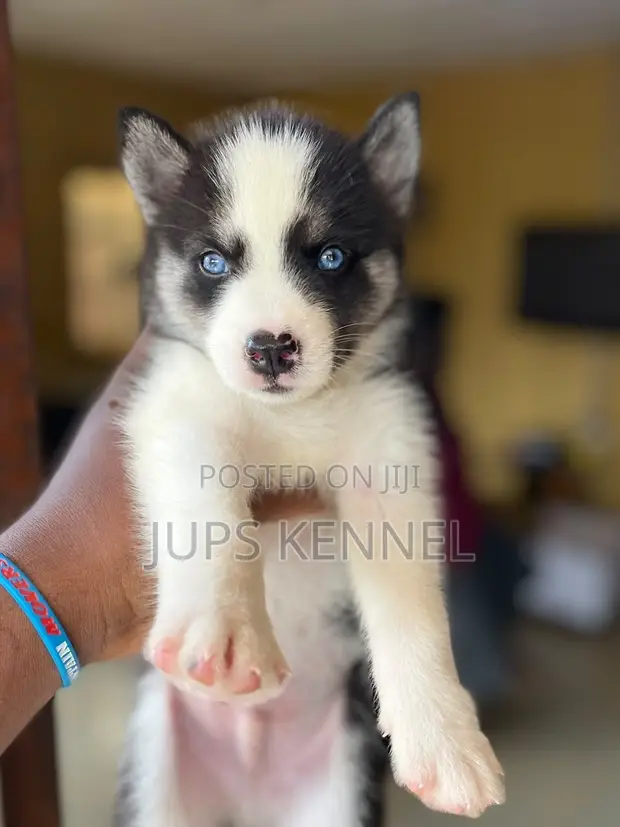 Female Purebred Siberian Husky Puppy (1-3 Months) - 1