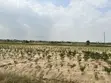 Residential Land for Sale, Bueko - 5