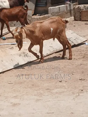 Sokoto Red Goats