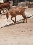Sokoto Red Goats - 1