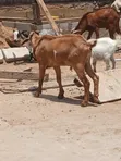 Sokoto Red Goats - 2