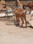 Sokoto Red Goats - 3