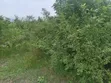 Half Plot of Land at Shai Hills, Sun City Junction - 1
