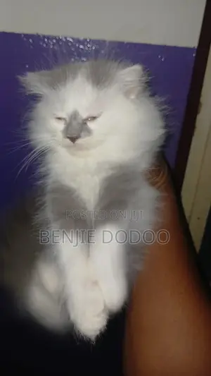 Male Mixed Breed Persian X Scottish Fold Kittens