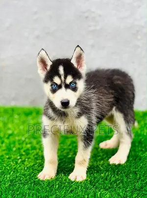 Female Purebred Siberian Husky Puppy